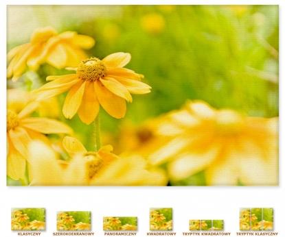 Radosna żółta flora [Obrazy / Kwiaty, Drzewa, Rośliny]