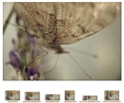 Motyl [Obrazy / Detale / Detal}